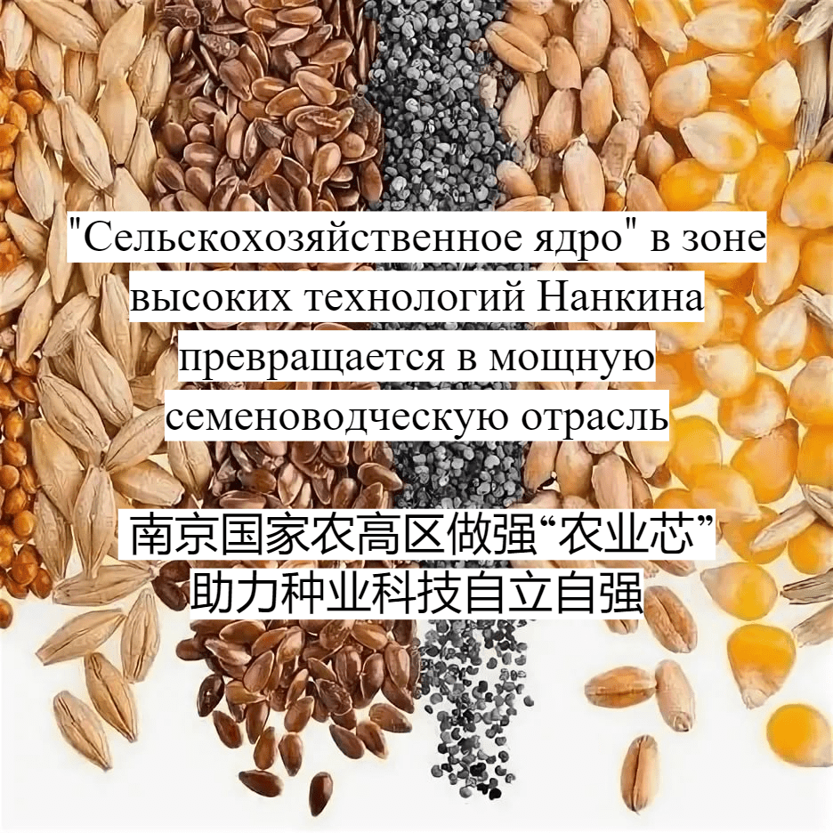 «Сельскохозяйственное ядро» в зоне высоких технологий Нанкина превращается в мощную семеноводческую отрасль / 南京国家农高区做强“农业芯” 助力种业科技自立自强